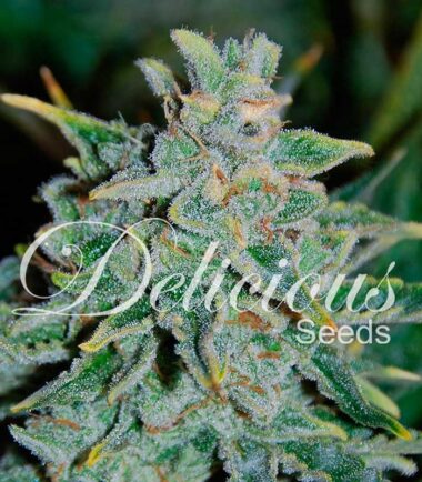 delicious-seeds-northern-light-blue-auto-3uds_1