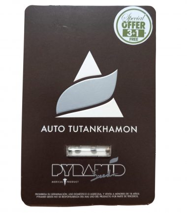 TUTANKHAMON-AUTO-X3-PYRAMID-SEEDS