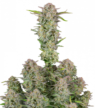BRUCE BANNER AUTO X3 - FAST BUDS 2.webp 1