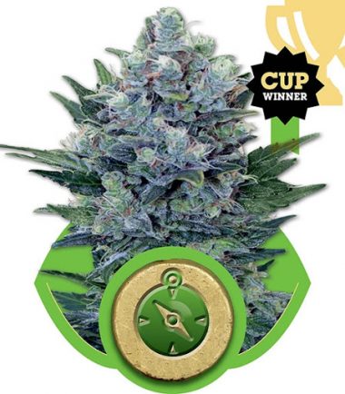 NORTHERN LIGHT AUTO X3 - ROYAL QUEEN SEEDS