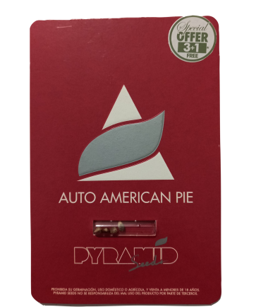 AMERICAN PIE AUTO X3 - PYRAMID SEEDS