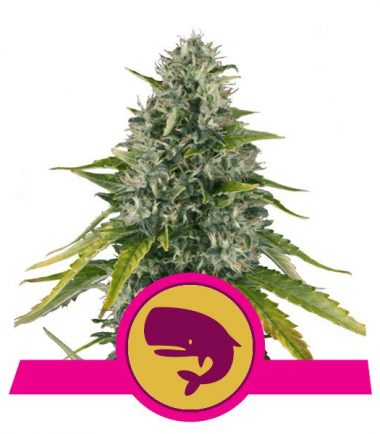 ROYAL MOBY FEM X3 - ROYAL QUEEN SEEDS 2